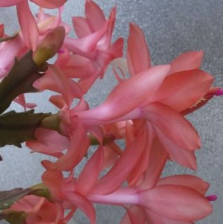 God's Flowers