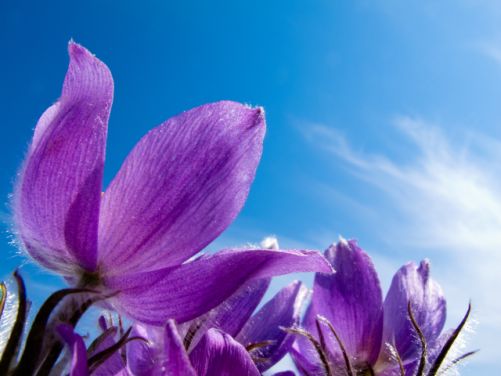 Pasque Flower close-up against blue sky