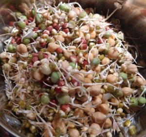 Sprouts2